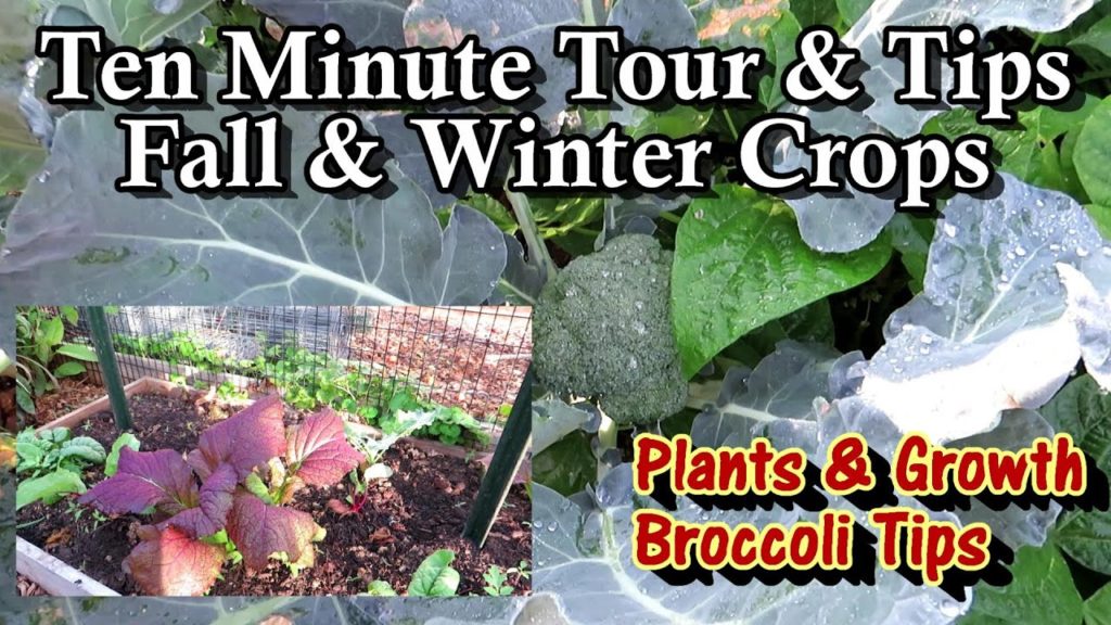 Gary Pilarchik: Fall & Winter Garden Crops, Broccoli & Cauliflower Success, Plant Growth: 10 Minute Tour & Tips Fall & Winter Garden Crops, Broccoli & Cauliflower Success, Plant Growth: 10 Minute Tour & Tips