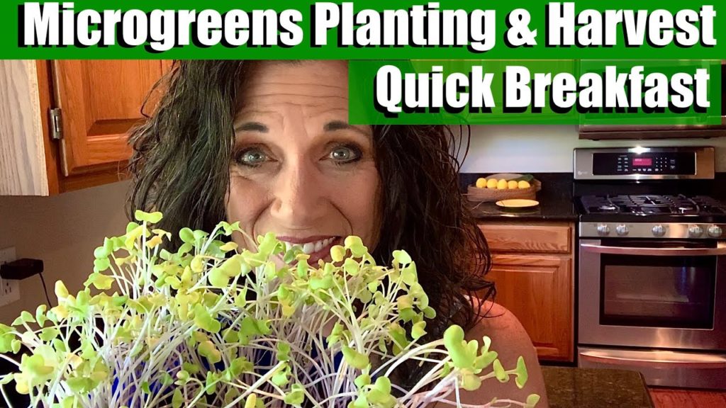 CaliKim: Planting & Harvesting Microgreens & Quick Weekday Breakfast/Growing Vegetables Indoors In Winter 🌱 Planting & Harvesting Microgreens & Quick Weekday Breakfast/Growing Vegetables Indoors In Winter 🌱