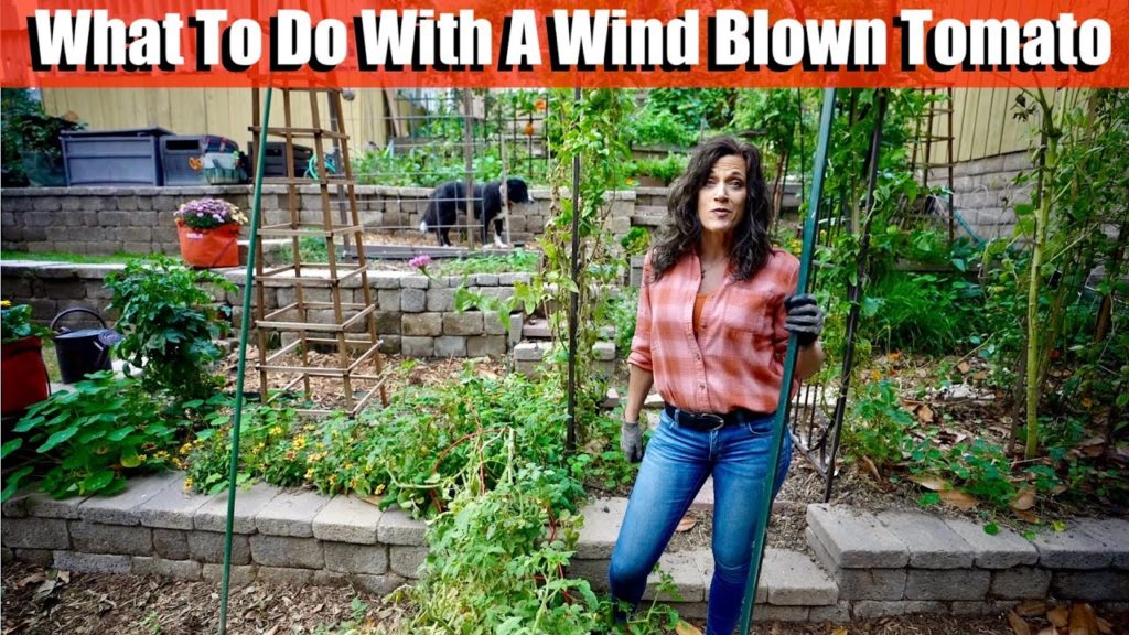 What To Do With a Wind Blown Tomato Plant 💨 🍅