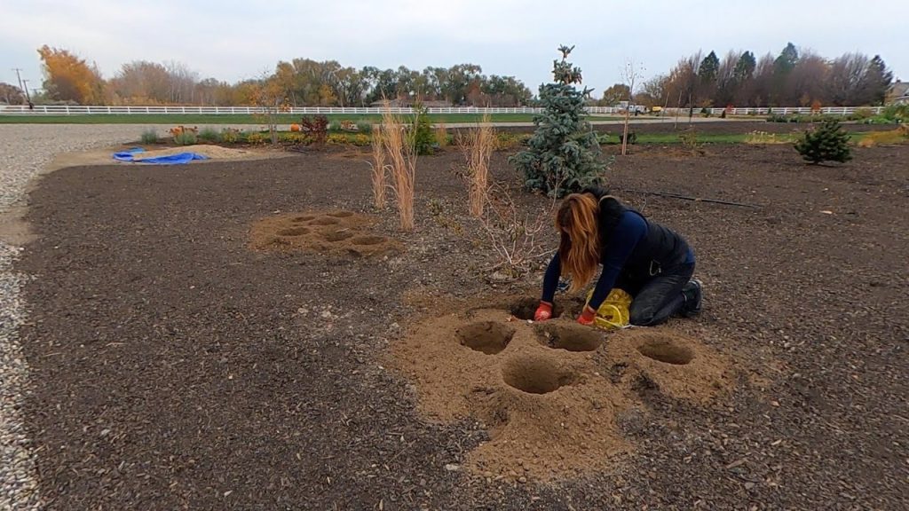 Planting a Bunch of Beautiful Daffodils! 🌼💛🥰 // Garden Answer