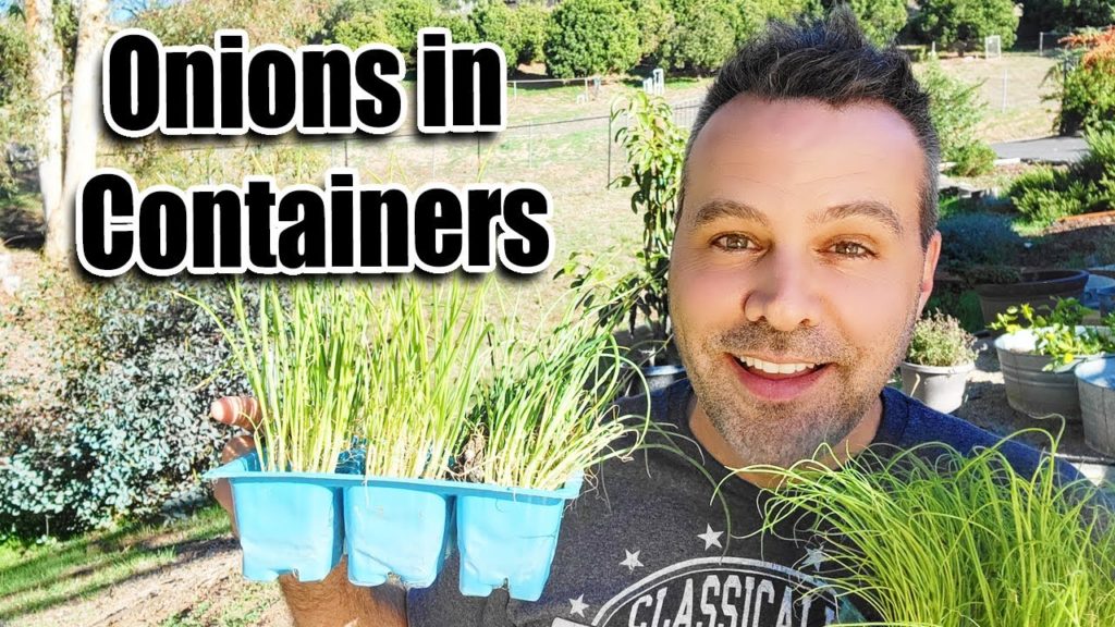 California Garden TV: How to Plant Onions in Containers How to Plant Onions in Containers