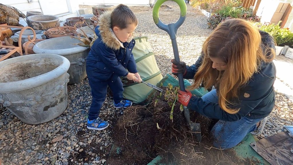 Garden Answer: Canna & Calla Lily Storage + Olive Tree Update! 🪴🫒😁 // Garden Answer Canna & Calla Lily Storage + Olive Tree Update! 🪴🫒😁 // Garden Answer