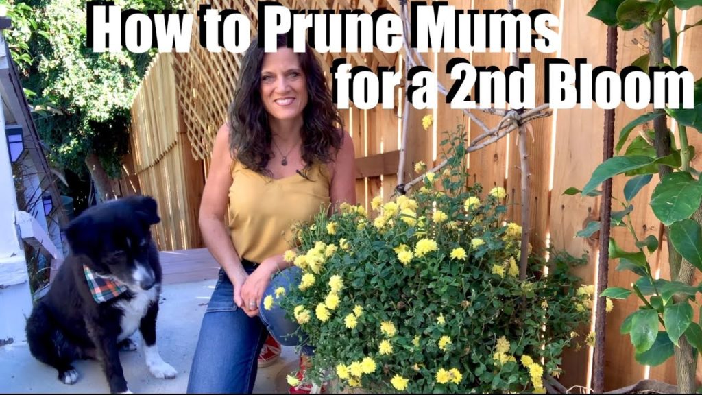 How to Prune Fall Mums for a 2nd Bloom 🌼✂️🌺