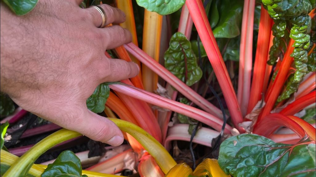 Let’s Take a STUNNING Swiss chard Tour