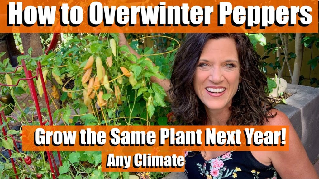 How to Overwinter Peppers🌶Grow the Same Plant Next Year! For Southern ☀️& Northern Gardeners❄️