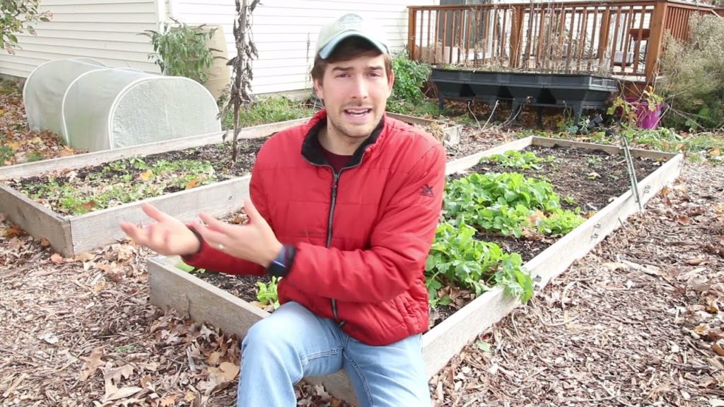 MIgardener: How and When to Thin Plants in The Garden How and When to Thin Plants in The Garden