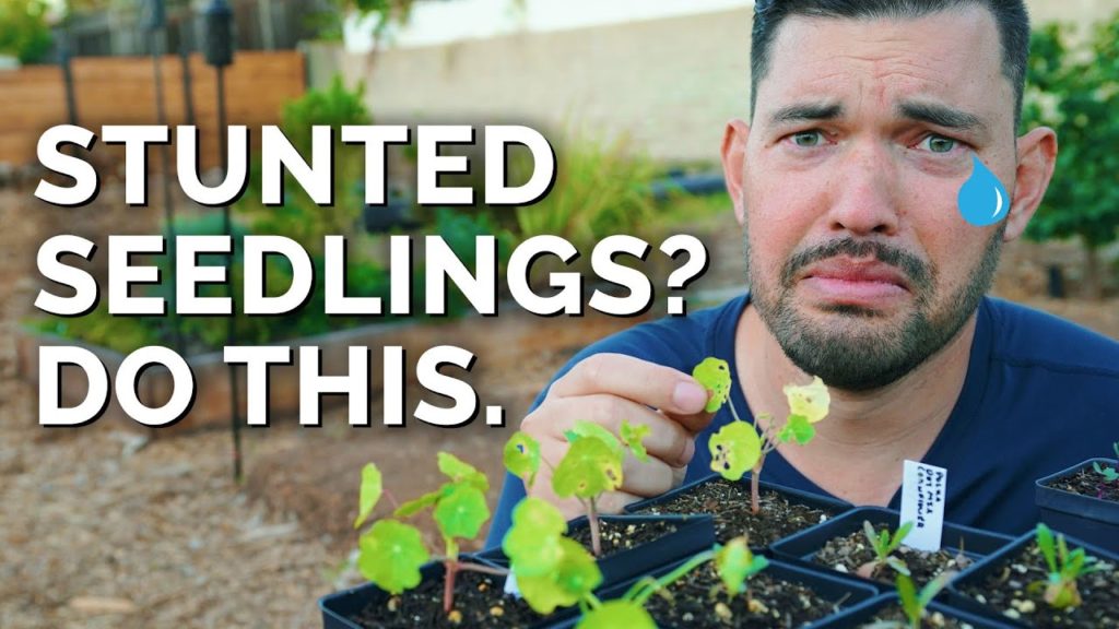 Epic Gardening: 7 Solutions For Stunted Seedlings 7 Solutions For Stunted Seedlings