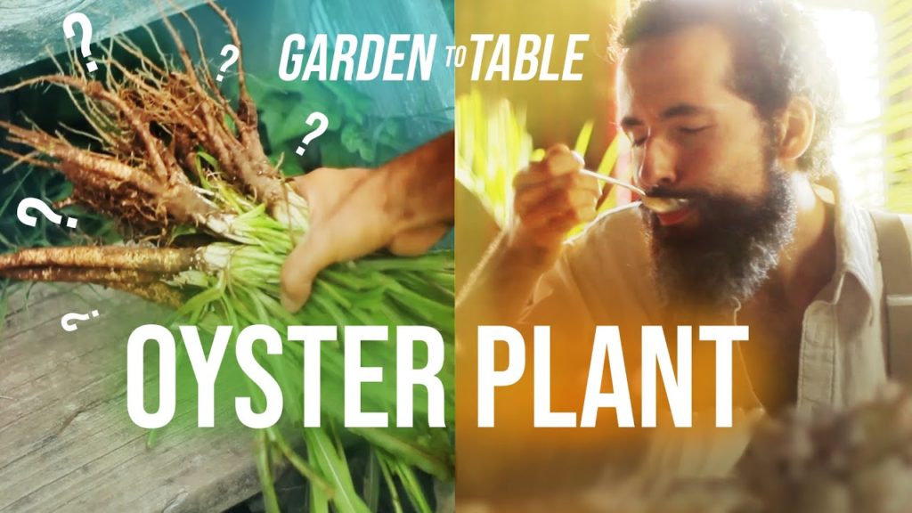 Siloé Oliveira: I grew the Oyster Plant – Black Salsify I grew the Oyster Plant - Black Salsify
