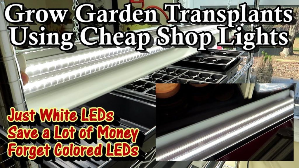 Gary Pilarchik: Use Shop Lights to Grow Garden Transplants & Save 100's of Dollars: Just White LED Lights are Needed Use Shop Lights to Grow Garden Transplants & Save 100's of Dollars: Just White LED Lights are Needed