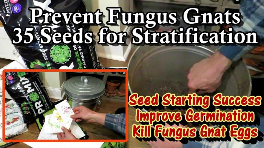 Gary Pilarchik: Poor Seed Germination & Fungus Gnats Resolved: 35 Seeds that Benefit from Stratification/Cold Poor Seed Germination & Fungus Gnats Resolved: 35 Seeds that Benefit from Stratification/Cold