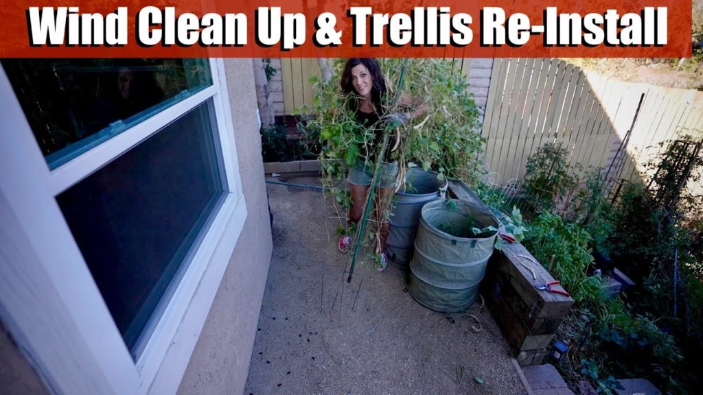 Messy, Wind Blown Garden Clean Up, Re-Installing Toppled Trellises & Planting Peas 🌱💨🍃