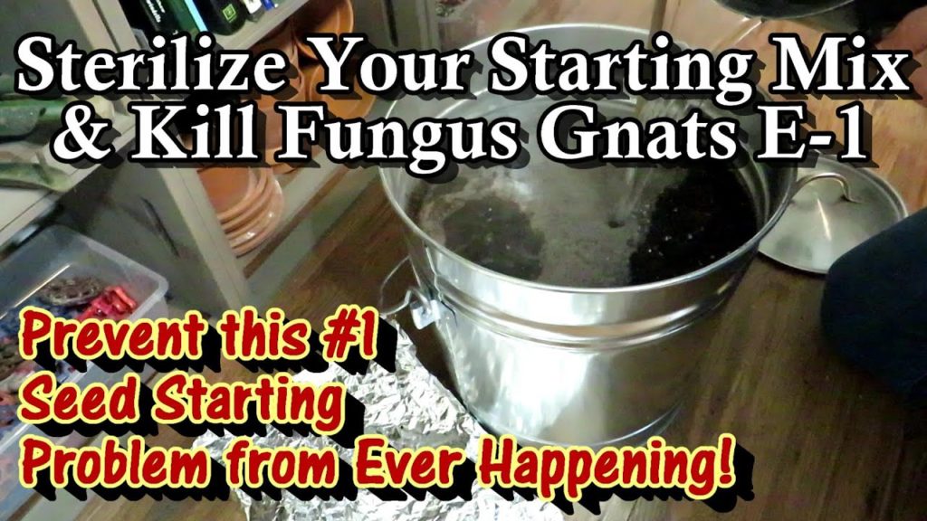 How to Prevent Fungus Gnats from Hatching & Harming Plants: Starting Seeds & Transplants Indoors E-1