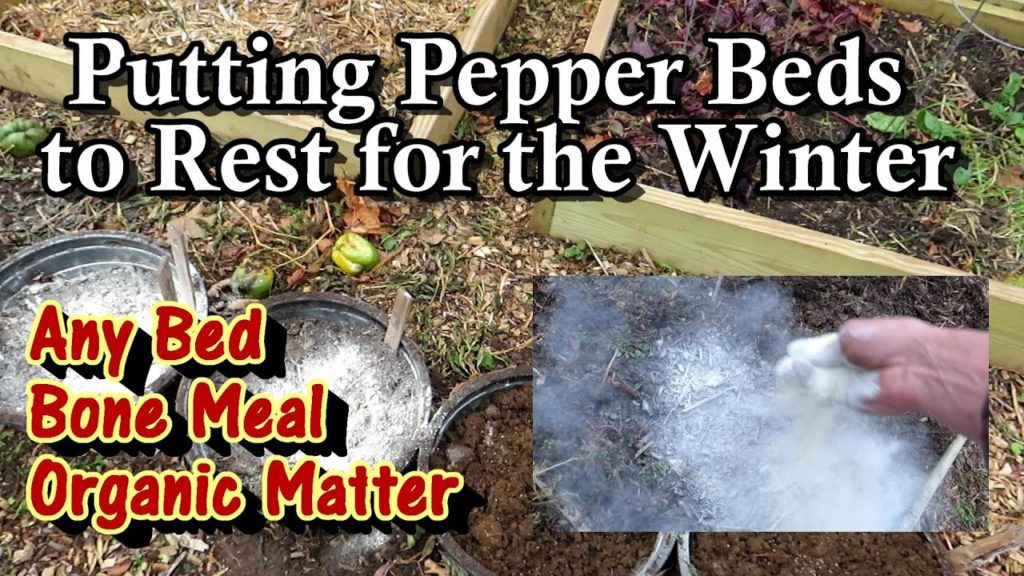How to Put Pepper Plant Growing Beds to Rest for the Winter: Fertilizer, Bone Meal, & Organic Matter