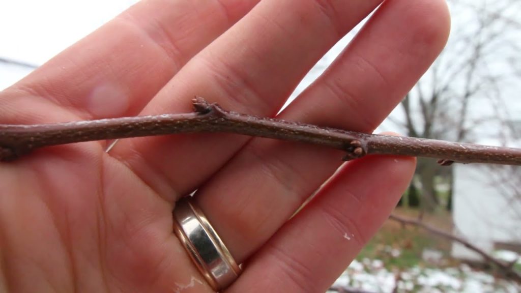 A Must-Do Chore If You Are Growing Fruit Trees