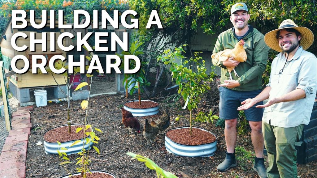 Building a Chicken Orchard! 🐔🌳