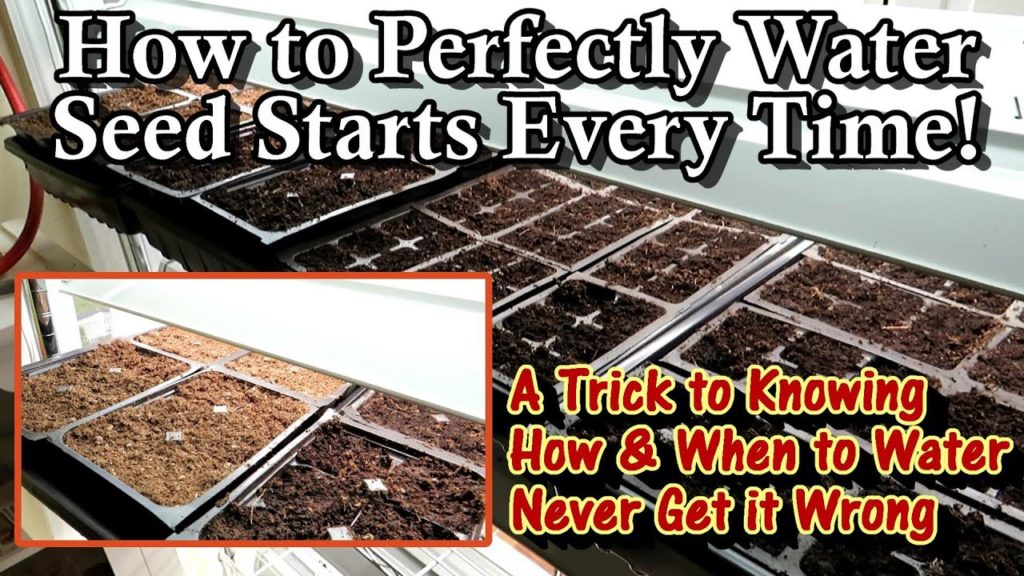 Gary Pilarchik: How to Know When Your Indoor Seed Starts Need to be Watered & How to Water Them Perfectly Every Time How to Know When Your Indoor Seed Starts Need to be Watered & How to Water Them Perfectly Every Time
