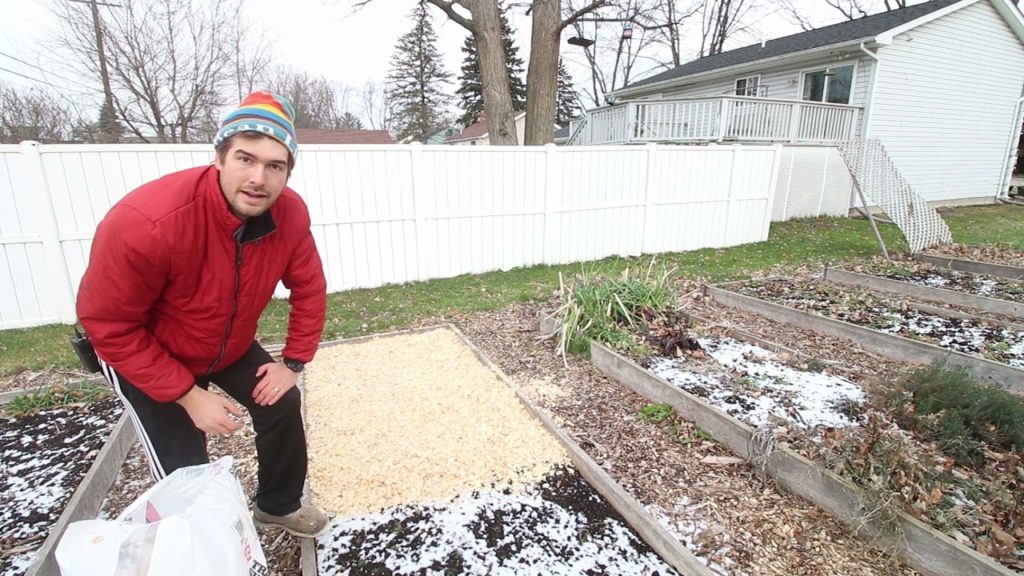 Mulching our Garlic With Animal Bedding (Pine Shavings)