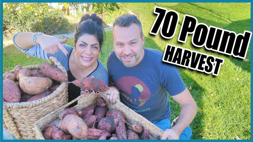 California Garden TV: How to Harvest Sweet Potatoes From the Garden! Our 70 pound haul from a 5ft by 5ft bed. How to Harvest Sweet Potatoes From the Garden! Our 70 pound haul from a 5ft by 5ft bed.