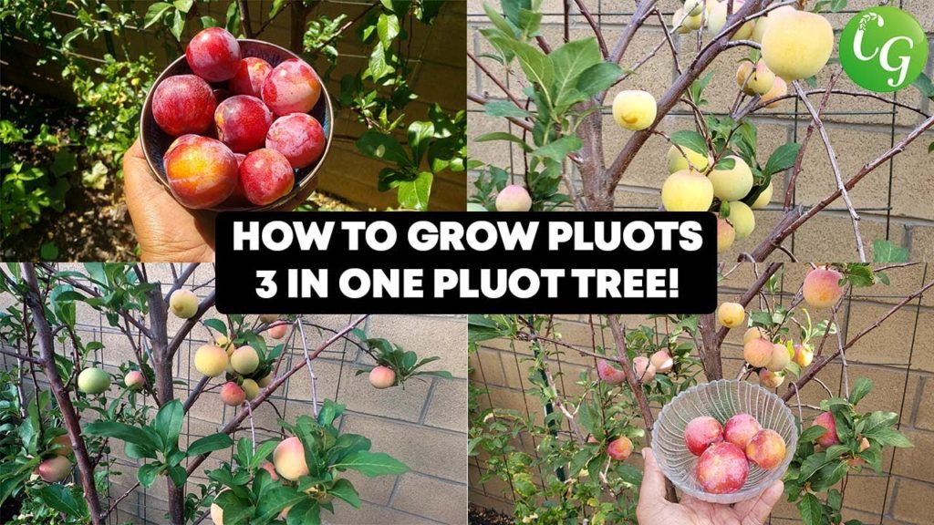 California Gardening: How To Grow Pluots – A Delicious Plum / Apricot Fruit 3-In-one Pluot – Easy To Grow In Your Garden! How To Grow Pluots - A Delicious Plum / Apricot Fruit 3-In-one Pluot - Easy To Grow In Your Garden!