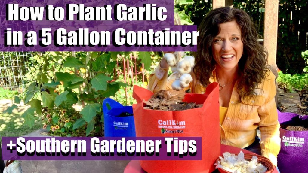 CaliKim: How to Plant Garlic in a 5 Gallon Container with Special Tips for Southern Gardeners How to Plant Garlic in a 5 Gallon Container with Special Tips for Southern Gardeners