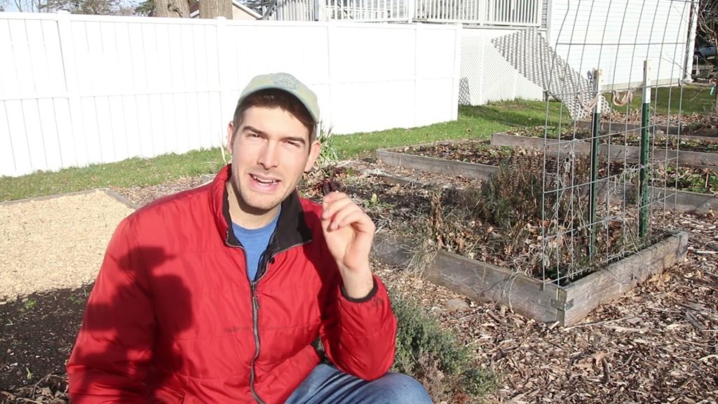 4 Crops I FAILED at Growing But Haven’t Given Up On