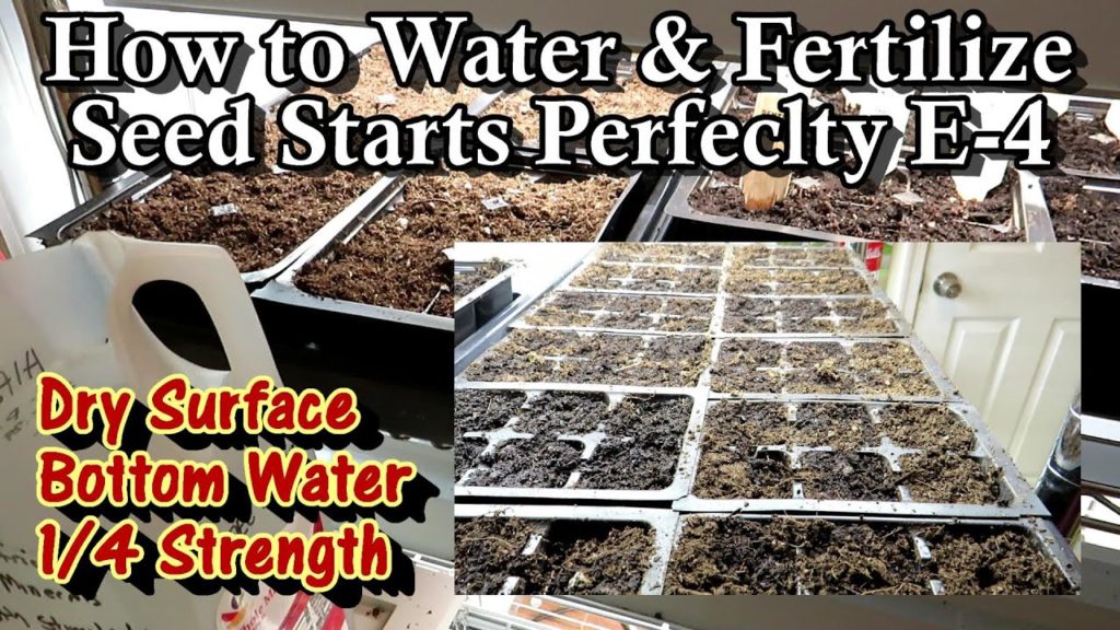 How to Water & Fertilize Seed Starts Perfectly Every Time: Starting Seeds & Transplants Indoors E-4