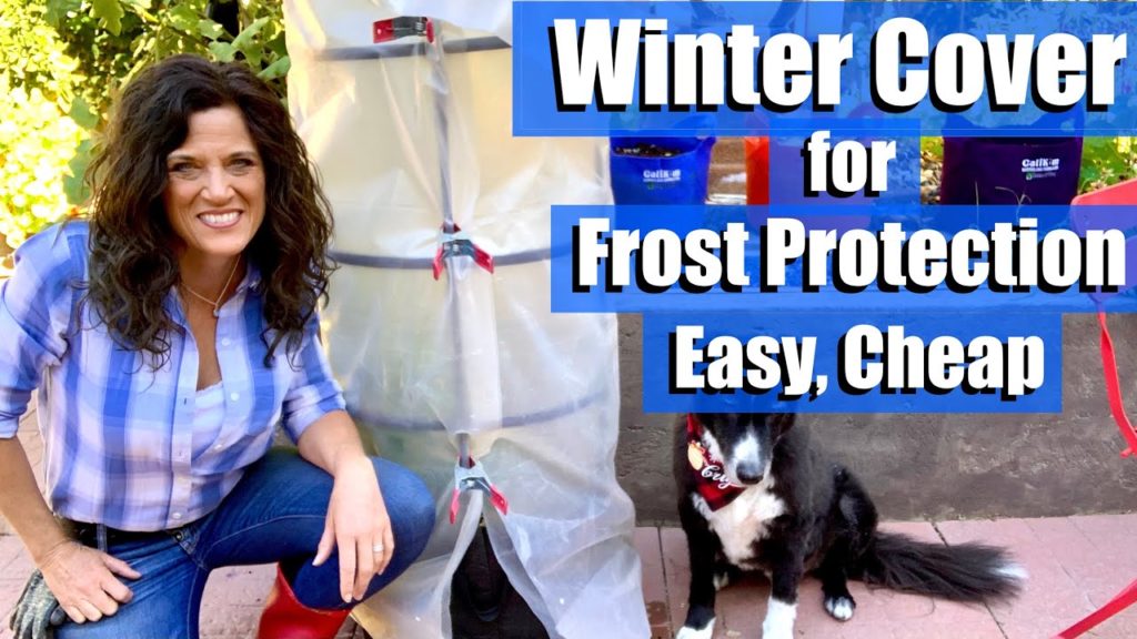 Easy Winter Cover to Protect Tomatoes, Vegetables from Light Frosts / Southern Climate Gardening