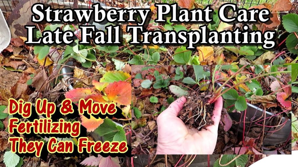Gary Pilarchik: Easily Transplanting/Moving & Fertilizing Strawberry Plants Late Fall: Just Dig Them Up & Move Them Easily Transplanting/Moving & Fertilizing Strawberry Plants Late Fall: Just Dig Them Up & Move Them
