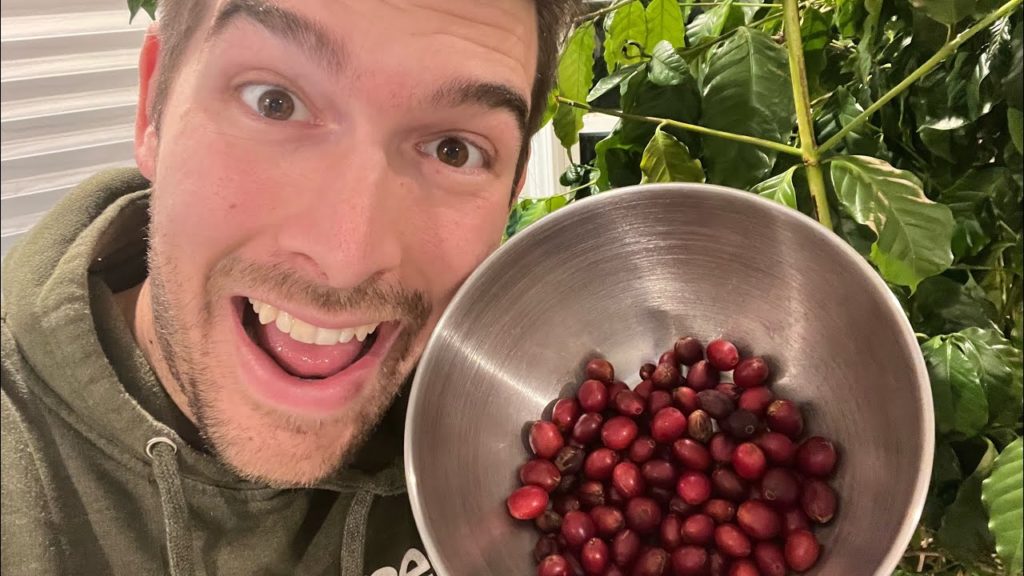 Harvesting Coffee Grown in MICHIGAN!