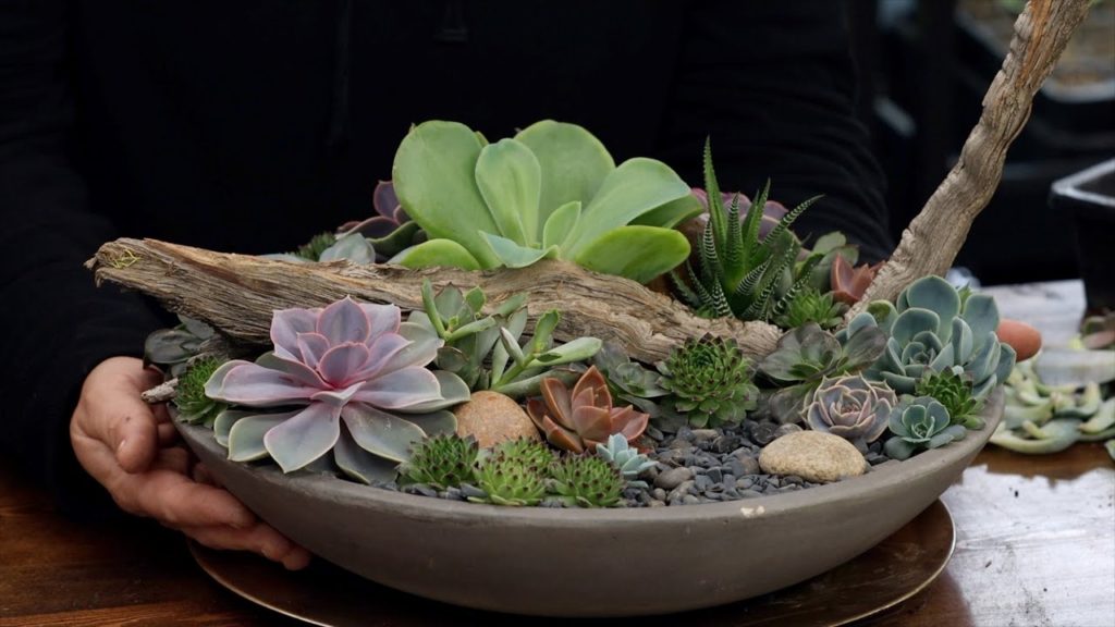 Garden Answer: Taking Apart & Rebuilding a Succulent Arrangement with Cuttings! 🌿✂️🥰 // Garden Answer Taking Apart & Rebuilding a Succulent Arrangement with Cuttings! 🌿✂️🥰 // Garden Answer