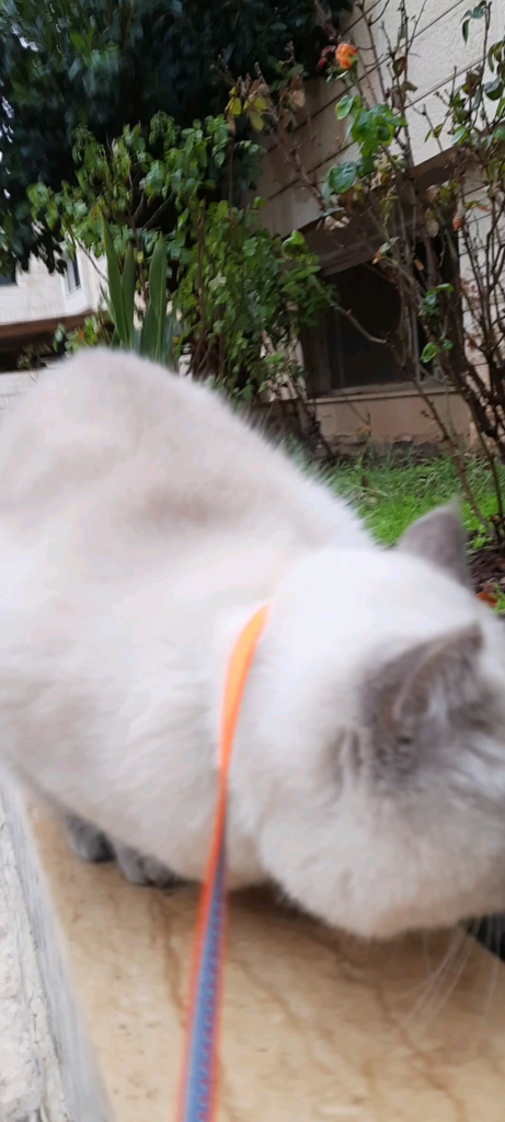 Koki my cat and a rose from my garden