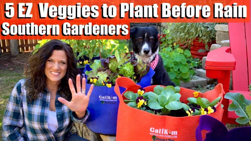 5 EASY Vegetables to Plant Before Winter Rain / Southern Gardeners