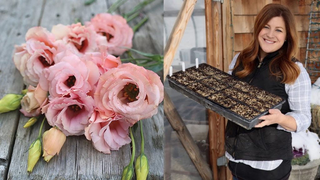 Garden Answer: Planting Lisianthus Seeds for the Cut Flower Garden (Flowers With a 2 Week Vase Life)!!! 🌸🌱🙌 Planting Lisianthus Seeds for the Cut Flower Garden (Flowers With a 2 Week Vase Life)!!! 🌸🌱🙌