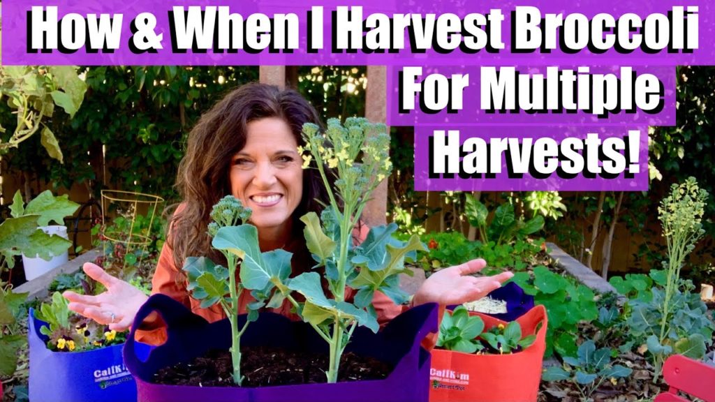 CaliKim: How & When I Harvest Broccoli for Multiple Harvests From Each Plant 🥦 How & When I Harvest Broccoli for Multiple Harvests From Each Plant 🥦
