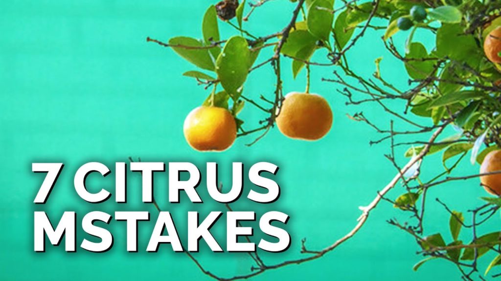 Epic Gardening: 7 Citrus Tree Mistakes to Avoid 7 Citrus Tree Mistakes to Avoid
