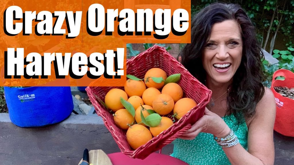 CaliKim: Unbelievable Orange Harvest!! How & When I Harvest Oranges ๐๐ Unbelievable Orange Harvest!! How & When I Harvest Oranges ๐๐