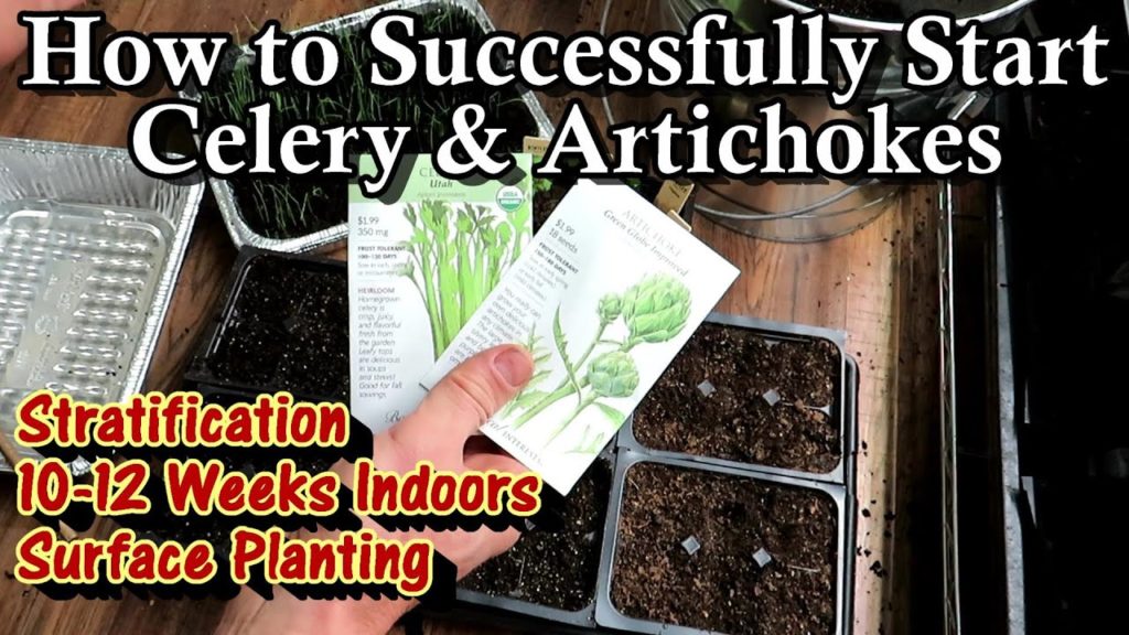How to Successfully Start Celery & Artichoke Seeds Indoors: Surface Planting, Chill Period & More