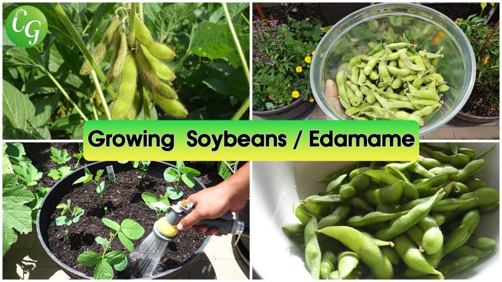 California Gardening: How To Grow Soybeans or Edamame – Soya Bean Farming, Growing Tips & Recipe How To Grow Soybeans or Edamame - Soya Bean Farming, Growing Tips & Recipe