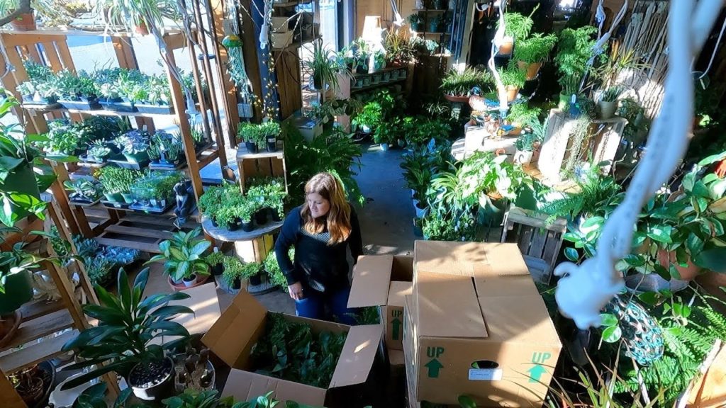 Helping Unbox & Display a Huge Load of Houseplants at the Garden Center! 🌿🙌💚 // Garden Answer
