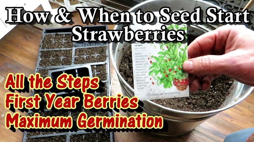 Gary Pilarchik: How & When to Start Strawberry Seeds Indoors for Maximum Germination & First Year Berry Production How & When to Start Strawberry Seeds Indoors for Maximum Germination & First Year Berry Production