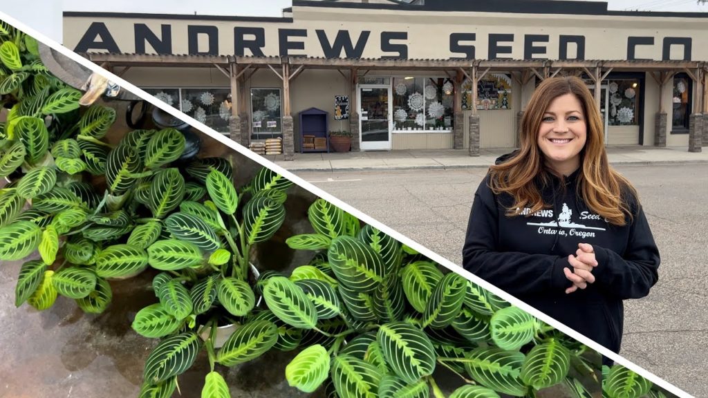 Full Garden Center Houseplant Tour! 🌿🥰// Garden Answer