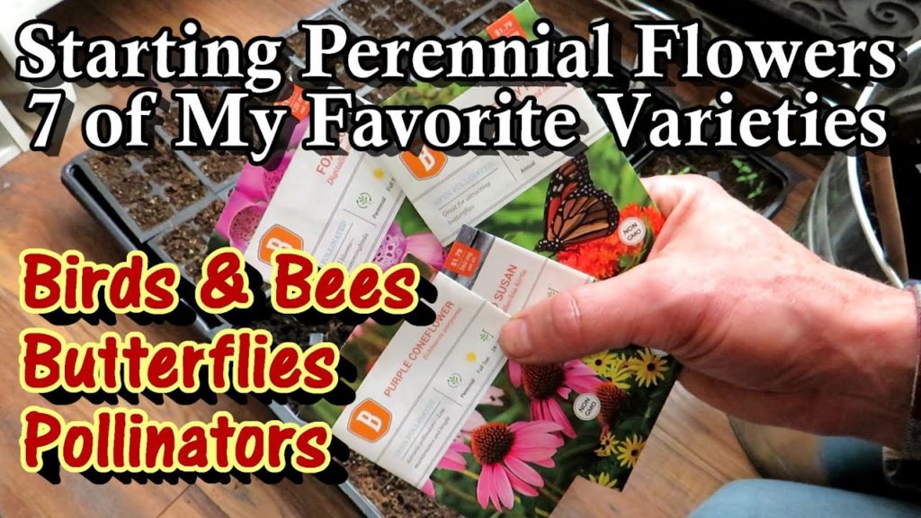 Gary Pilarchik: How to Seed Start 7 (Favorite) Perennial Flowers for Birds, Bees, Butterflies, Beneficials & Beauty! How to Seed Start 7 (Favorite) Perennial Flowers for Birds, Bees, Butterflies, Beneficials & Beauty!