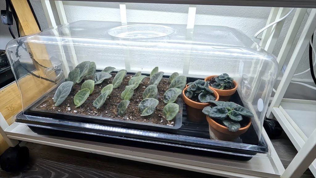 Potting Succulent Cuttings & Rooting/Propagating African Violets! 🌵🪴💚 // Garden Answer