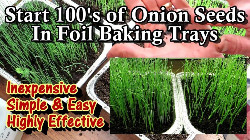 How to Easily Start Onions Indoors in a Foil Baking Tray: Starting Seeds & Transplants Indoors E-5