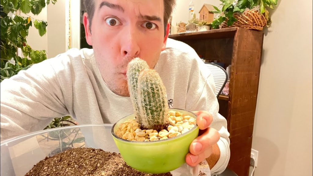 DIY Potting Mix for Cactus Citrus Avocado & Succulents!