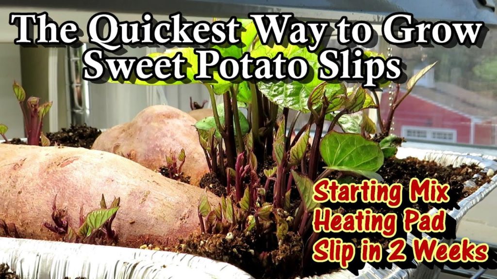 How to Get Sweet Potatoes to Sprout Slips in 2 Weeks: Seed Starting Mix & Heating Pad Method