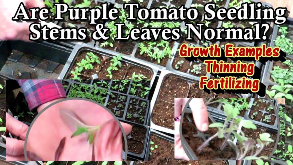 Indoor Tomato Seed Starting Tips: Purple Stems & Leaves, Thinning, Growth Examples & Fertilizing