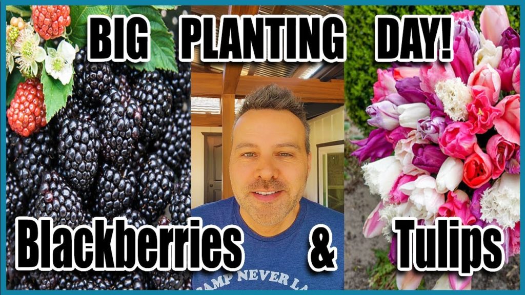 Planting Blackberries (Olallie Berries) and Tulips!