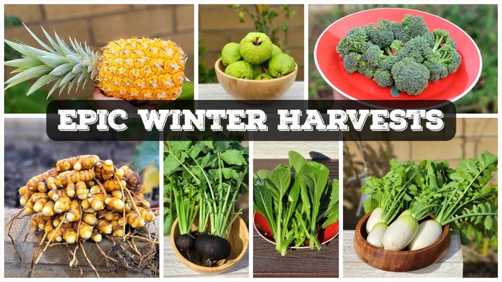 Winter Harvests! California Gardening Jan 2022 Garden Tour