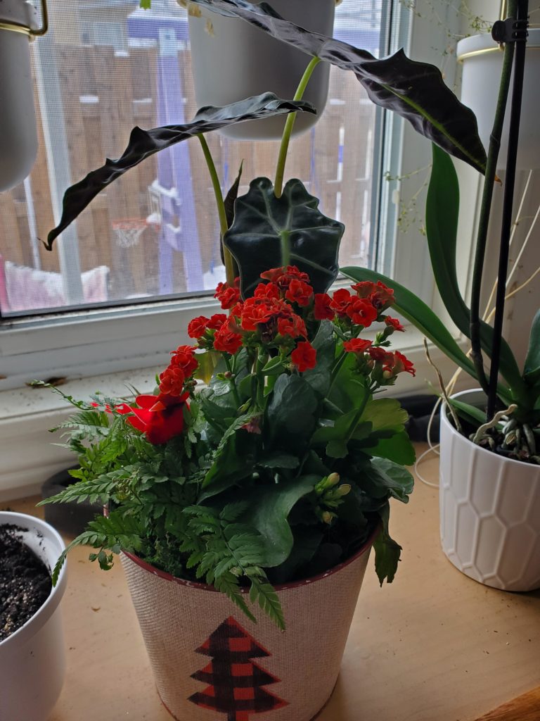 New acquisition: 50% off at the grocery store... It still looks happy!